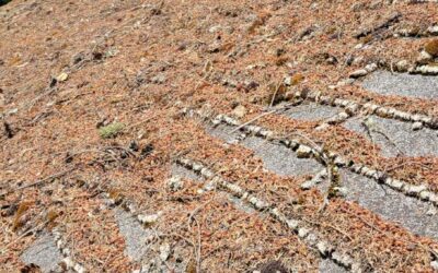 The Hidden Dangers of Leaving Debris on Your Roof